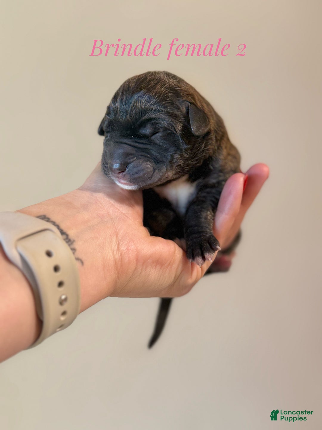 Great Dane dogs for sale: Great Dane Puppy 4 - Ad 1