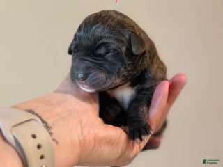 Great Dane dogs Great Dane Puppy 4 - Ad 42