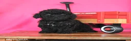 Miniature Poodle dogs for sale: Kane - Ad 4