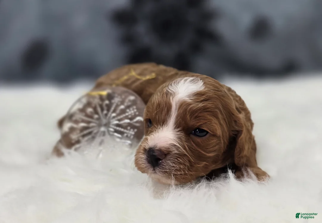 Cavapoo dogs for sale: Blizzard - Ad 2