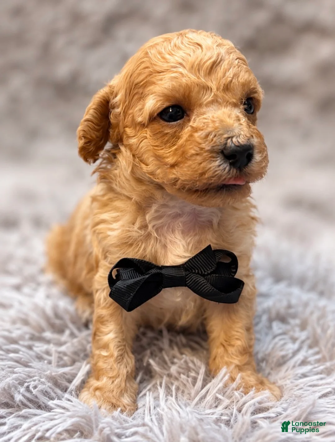 Toy Poodle dogs for sale: Goose  - Ad 2