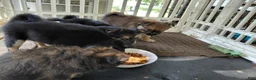 Mixed Breed dogs for sale: Dolley Madison - Ad 3