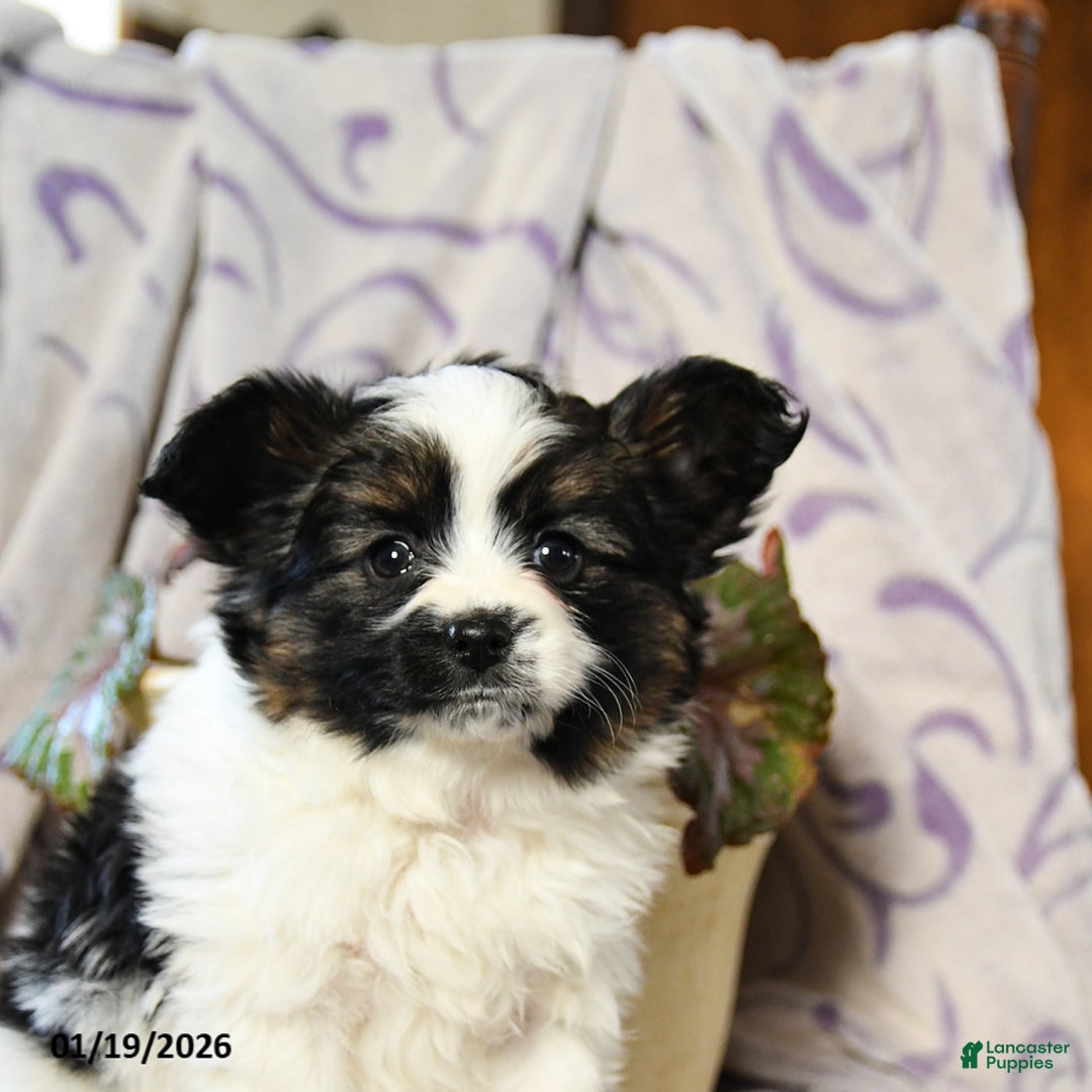Papillon dogs for sale: Elmo - Ad 5