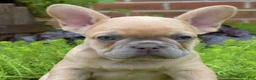 French Bulldog dogs for sale: Pumpkin - Ad 7