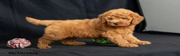 Mini Goldendoodle dogs for sale: Dianna - Ad 2