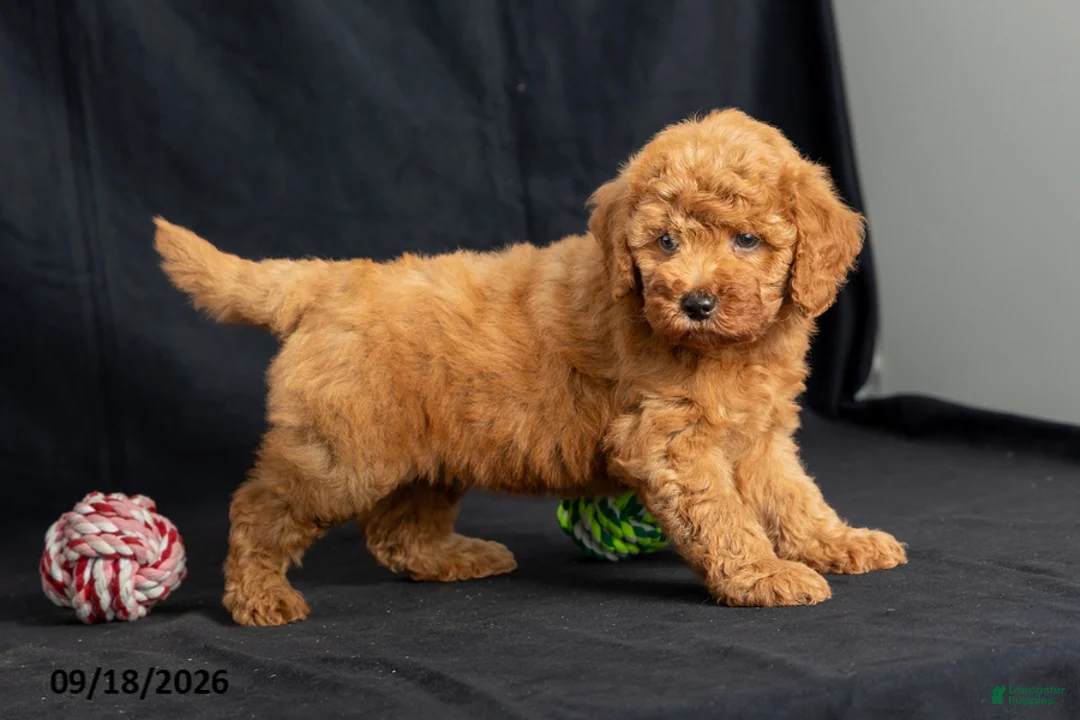 Mini Goldendoodle dogs for sale: Dianna - Ad 2
