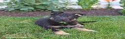 German Shepherd dogs for sale: Sebastian  - Ad 2