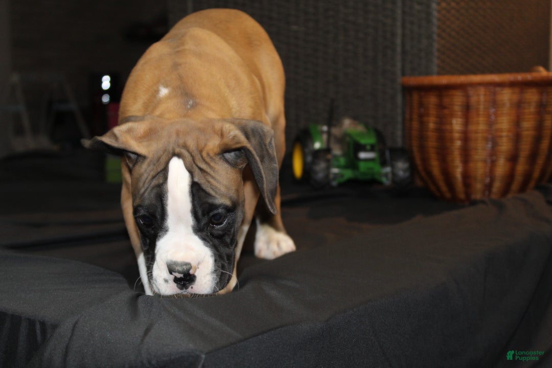 Boxer dogs for sale: Dash - Ad 6