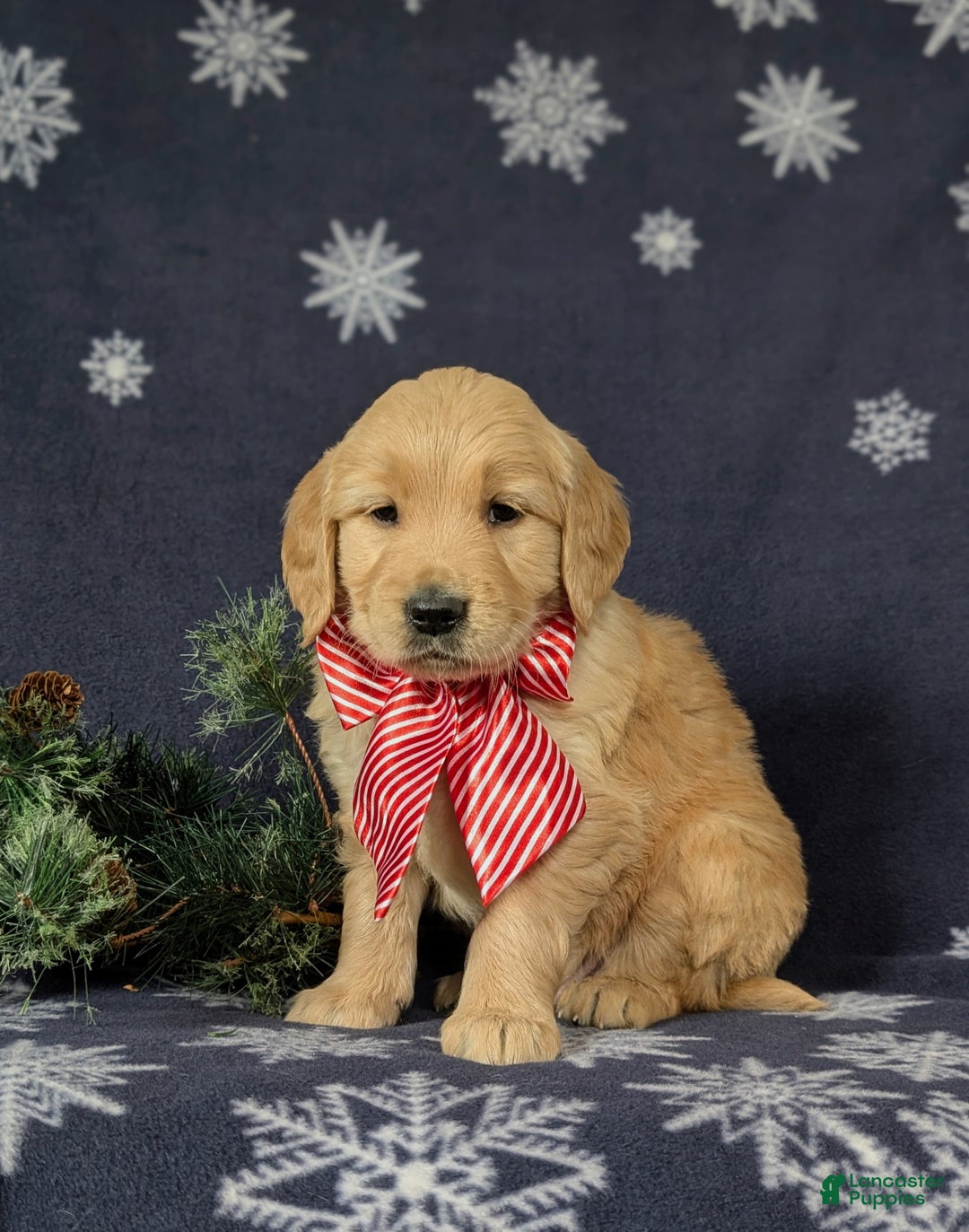 Golden Retriever dogs for sale: Bosley - Ad 2