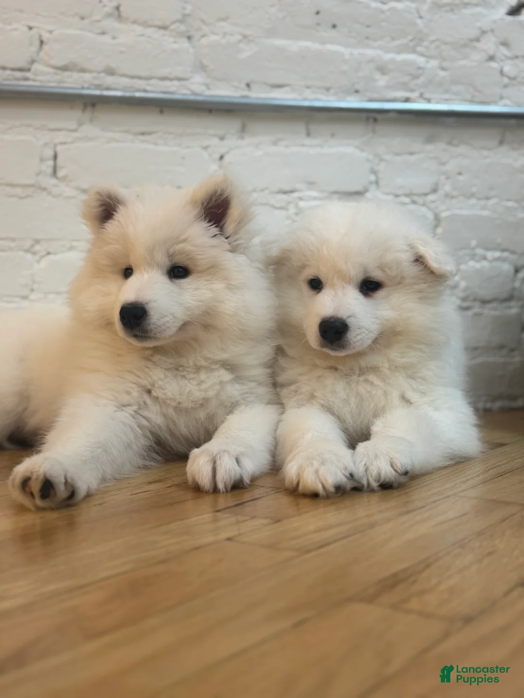 Samoyed dogs for sale: Samoyed Puppy 3 - Ad 2