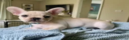 French Bulldog dogs for sale: The Kisser  - Ad 1