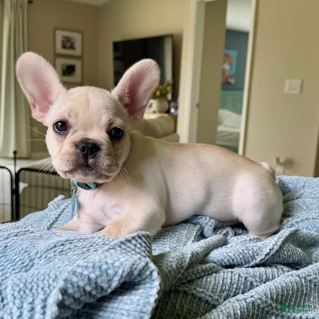 French Bulldog dogs for sale: The Kisser  - Ad 1
