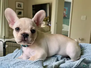 French Bulldog dogs The Kisser - Ad 41