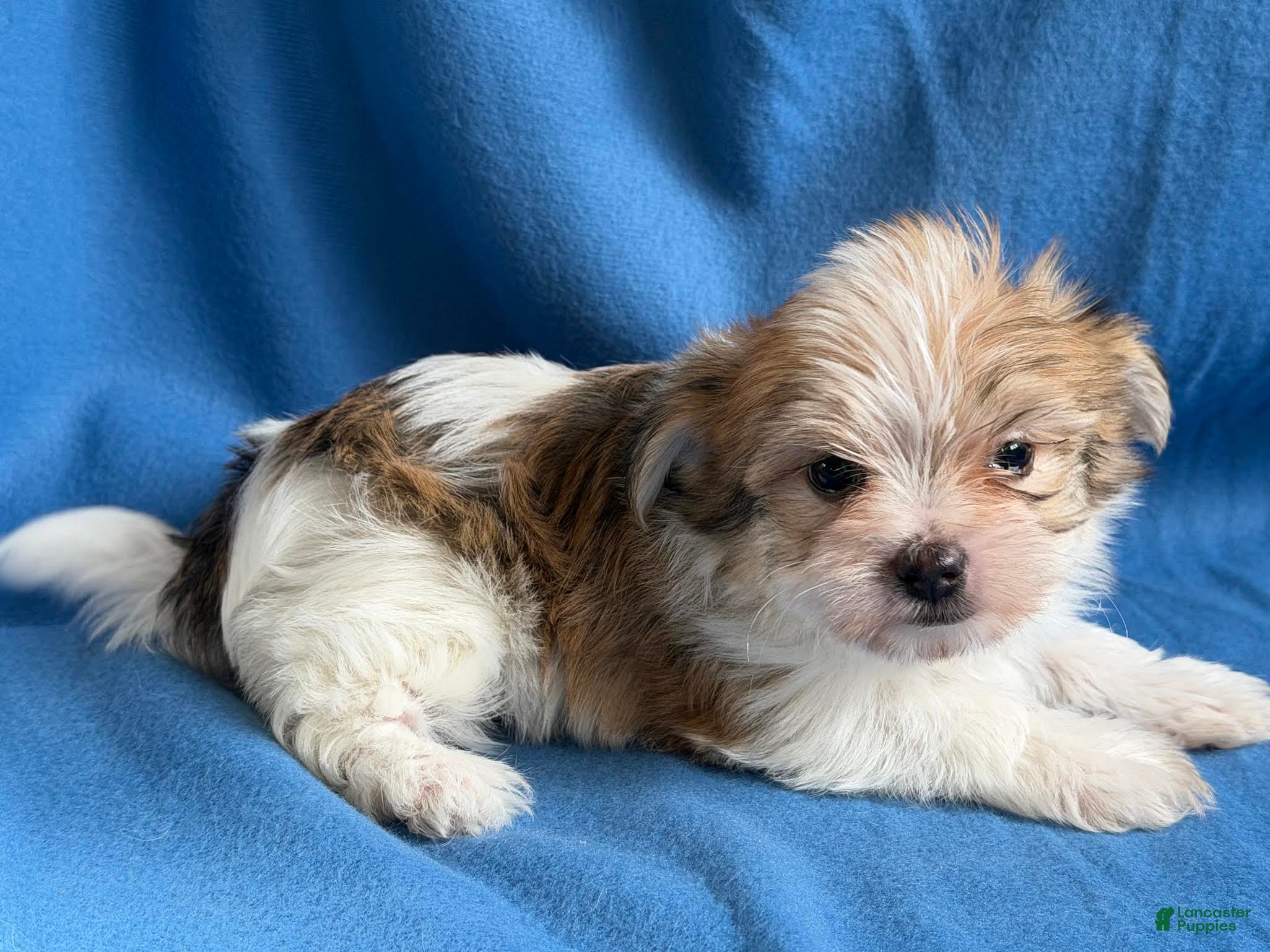Morkie dogs Patrick - Ad 2
