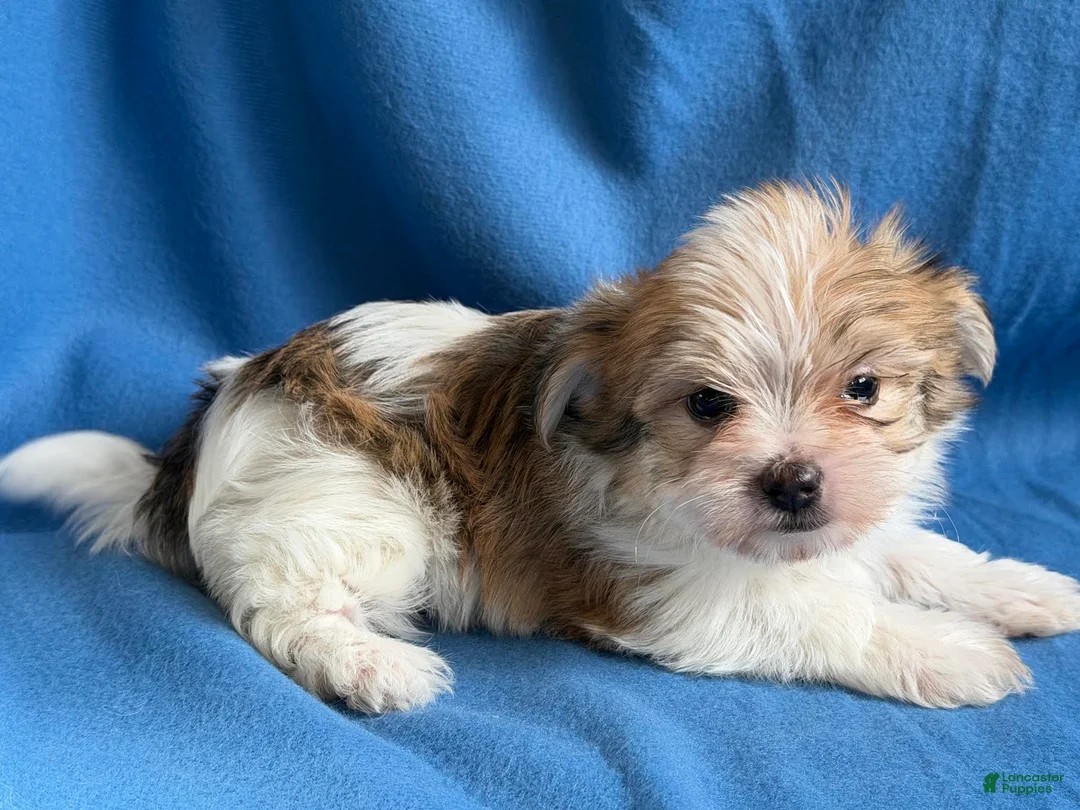 Morkie dogs for sale: Patrick - Ad 2