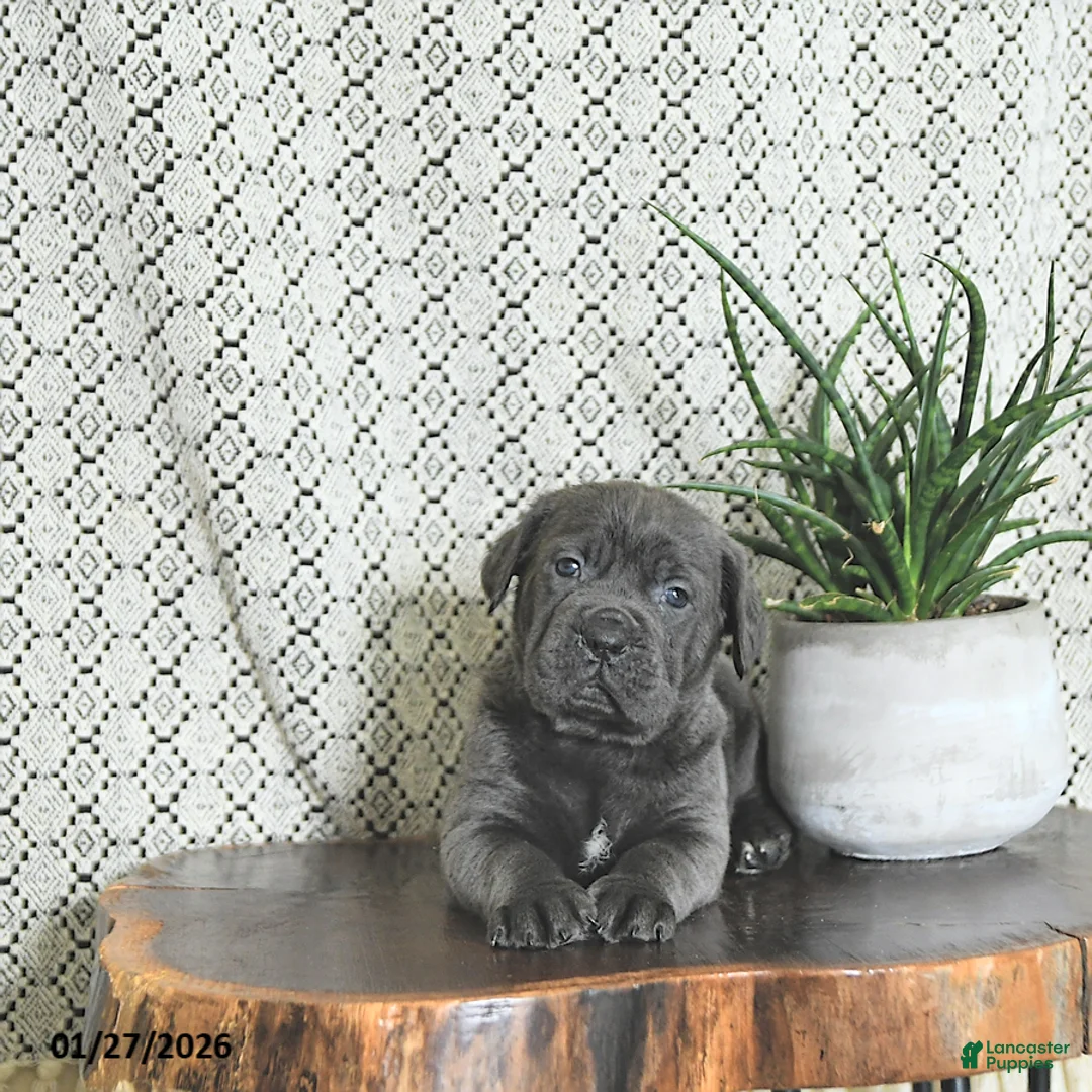 Cane Corso dogs for sale: Kane - Ad 4