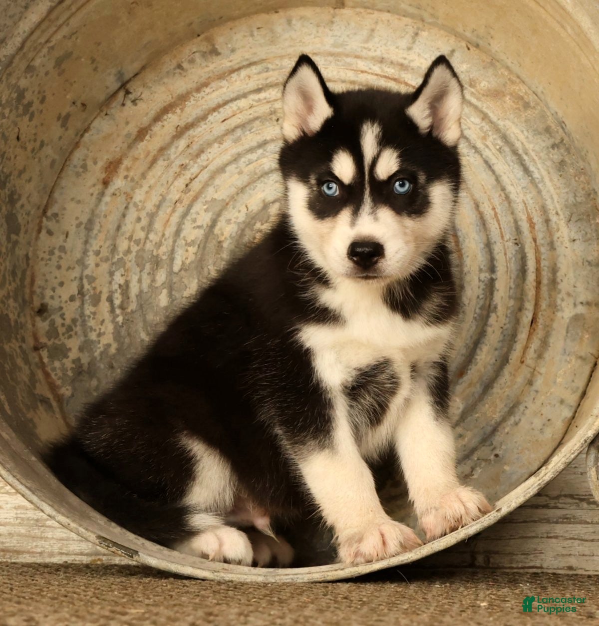Siberian Husky dogs Leo - Ad 1