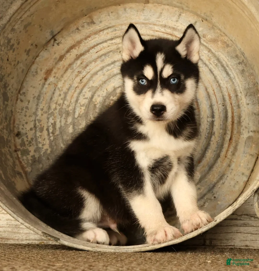 Siberian Husky dogs for sale: Leo - Ad 1