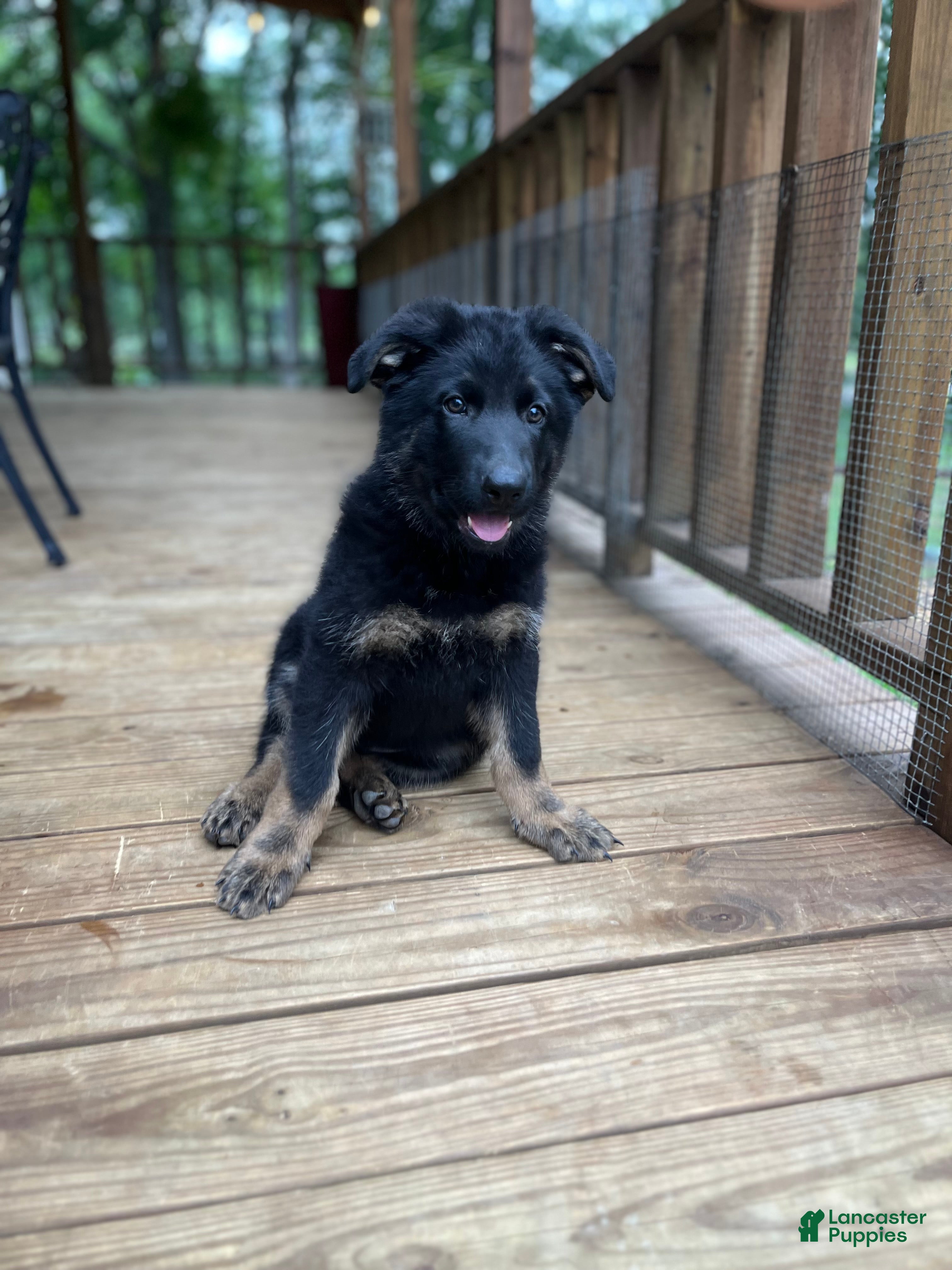 German Shepherd dogs German Shepherd Puppy 5 - Ad 13