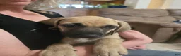 Black Mouth Cur dogs for sale: Black Mouth Cur - Ad 16
