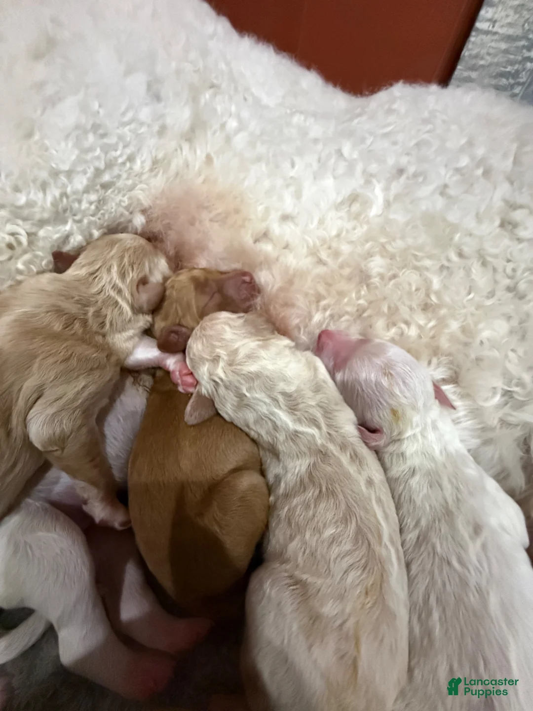 Standard Poodle dogs for sale: Standard Poodle 3 - Ad 5