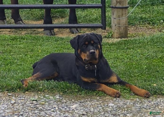 Rottweiler dogs Felix - Ad 2