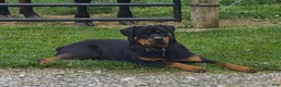 Rottweiler dogs for sale: Fritz - Ad 4