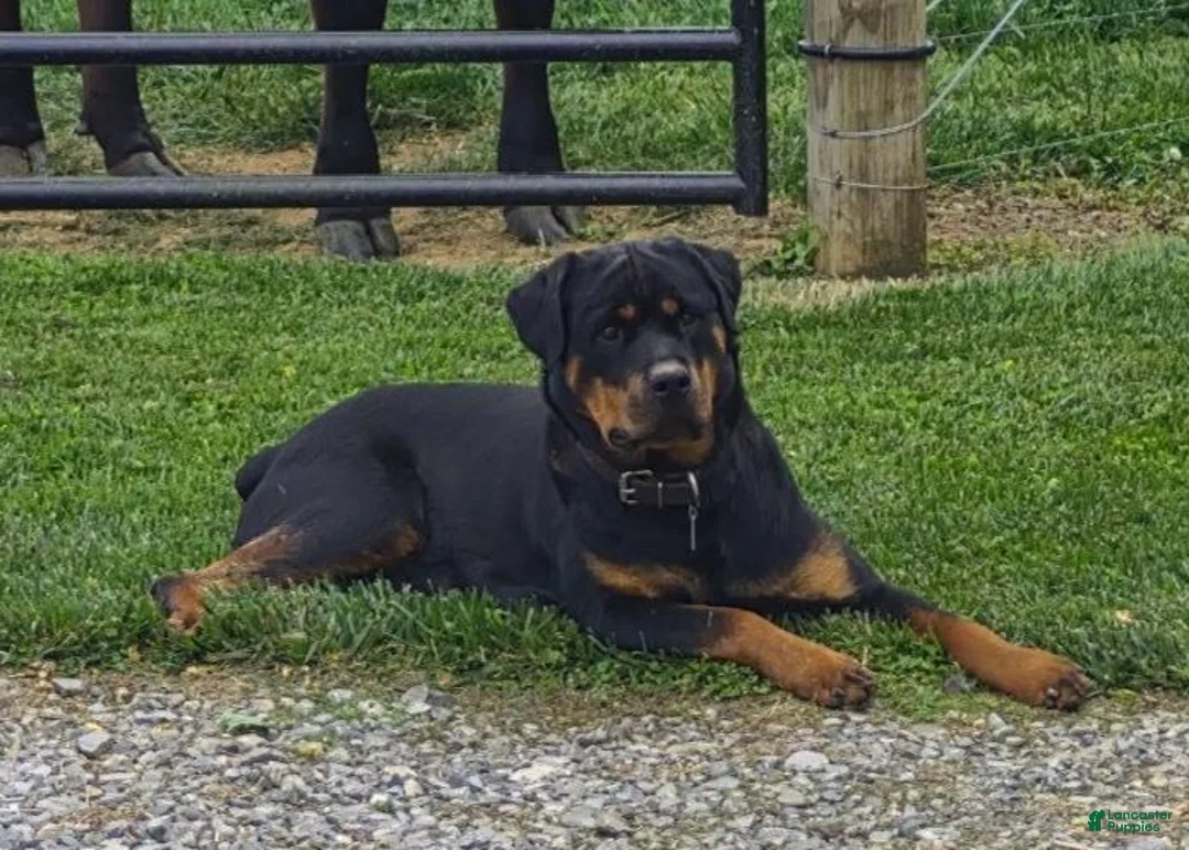 Rottweiler dogs for sale: Felix - Ad 2