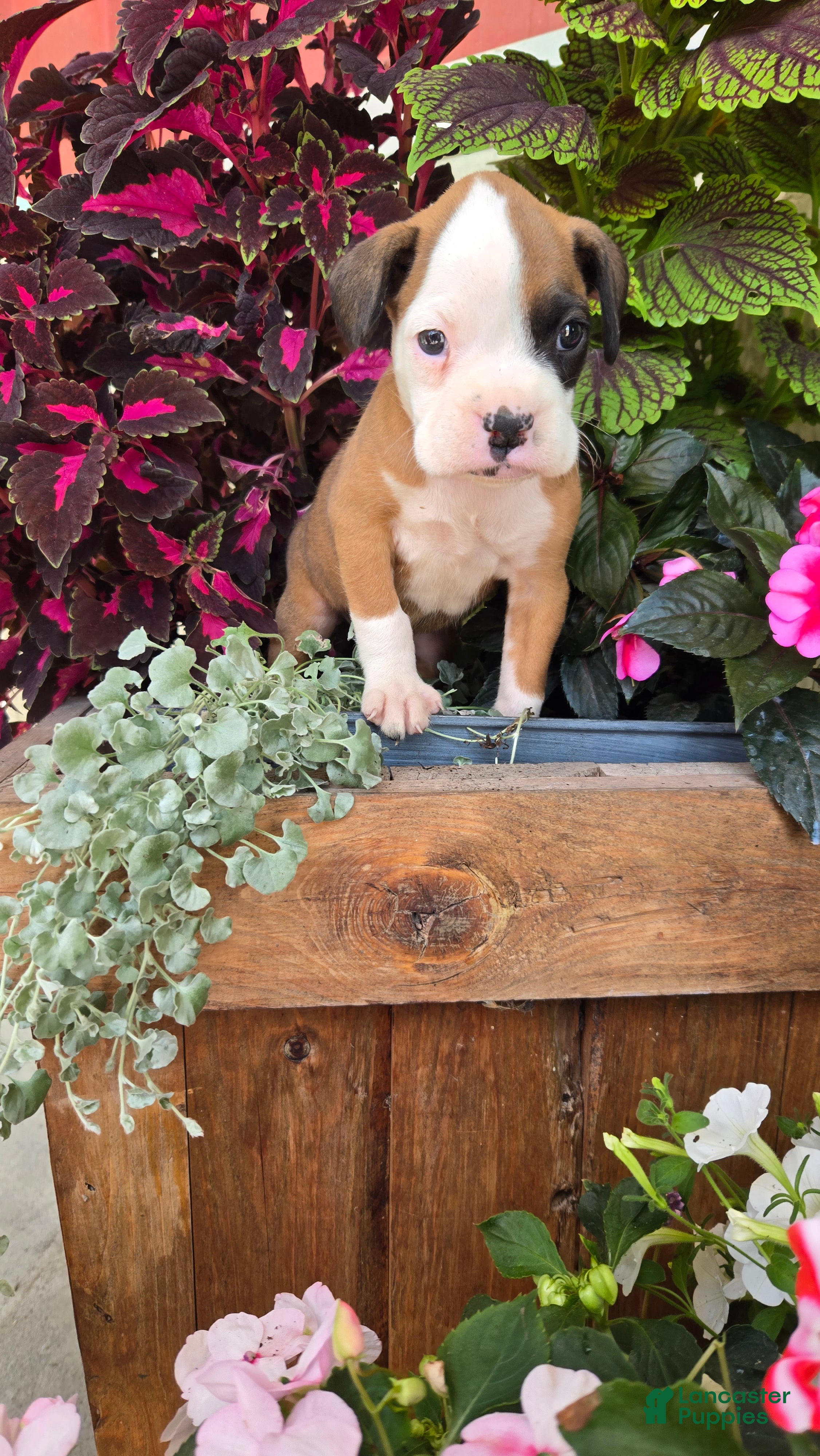 Boxer dogs Lilly - Ad 2