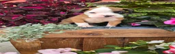 Boxer dogs for sale: Lilly - Ad 2
