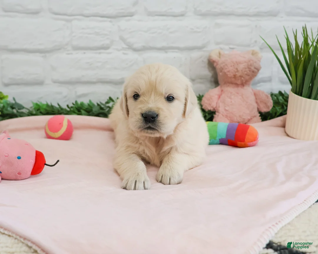 Golden Retriever dogs for sale: Arizona  - Ad 2