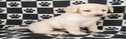 Labrador Retriever dogs for sale: Cloe - Ad 6