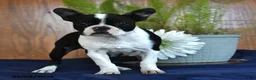 Frenchton dogs for sale: Lorrie - Ad 8