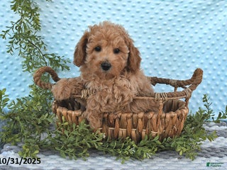 Bichpoo dogs - Ad 33