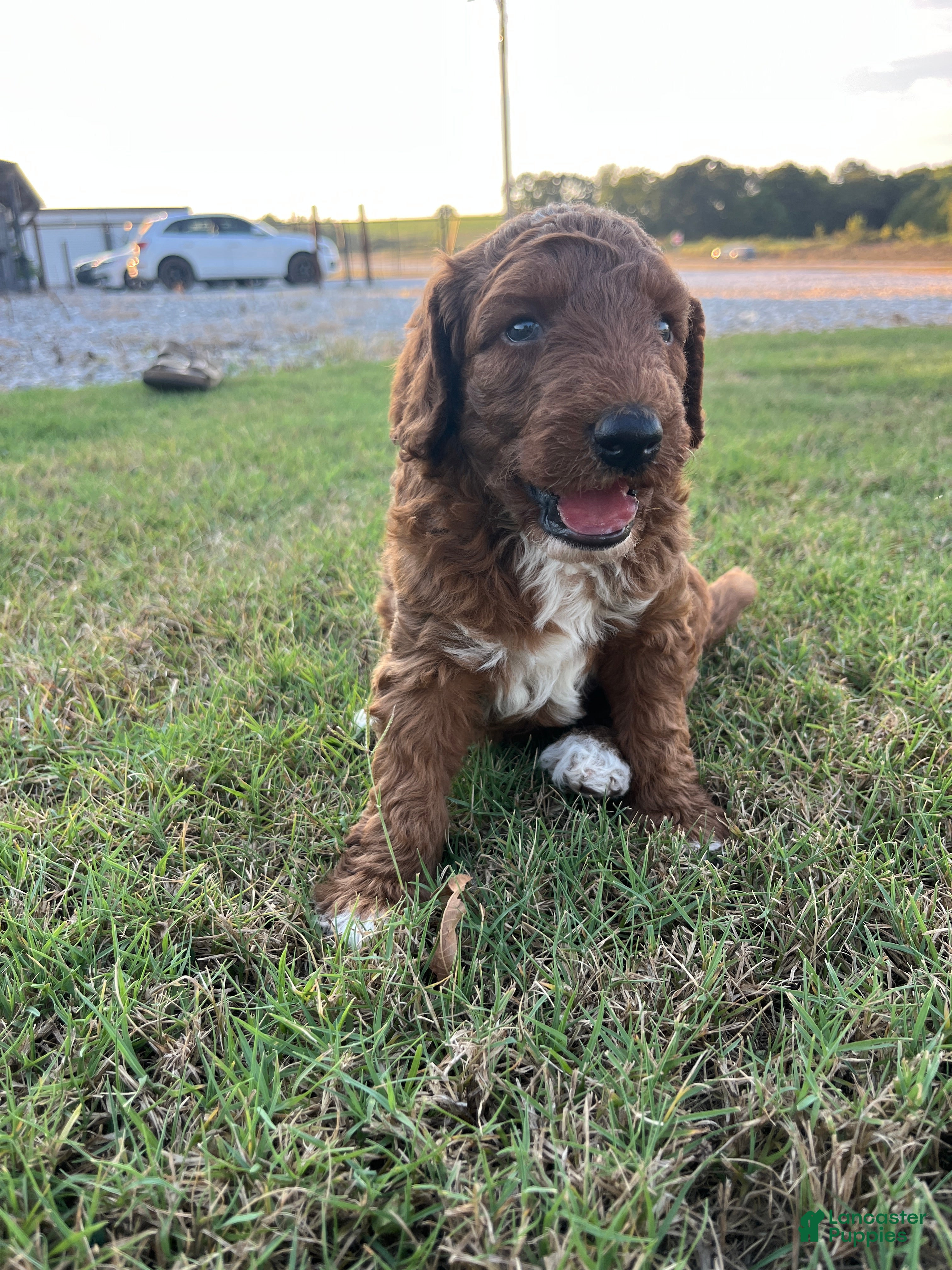 Goldendoodle dogs Winston Medium-sized F1BB - Ad 1