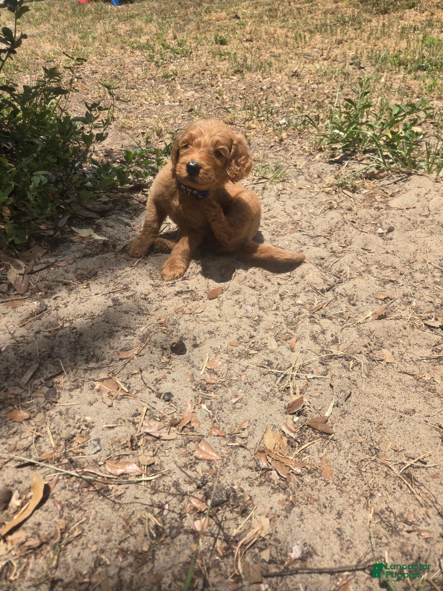 Goldendoodle dogs Rex - Ad 2