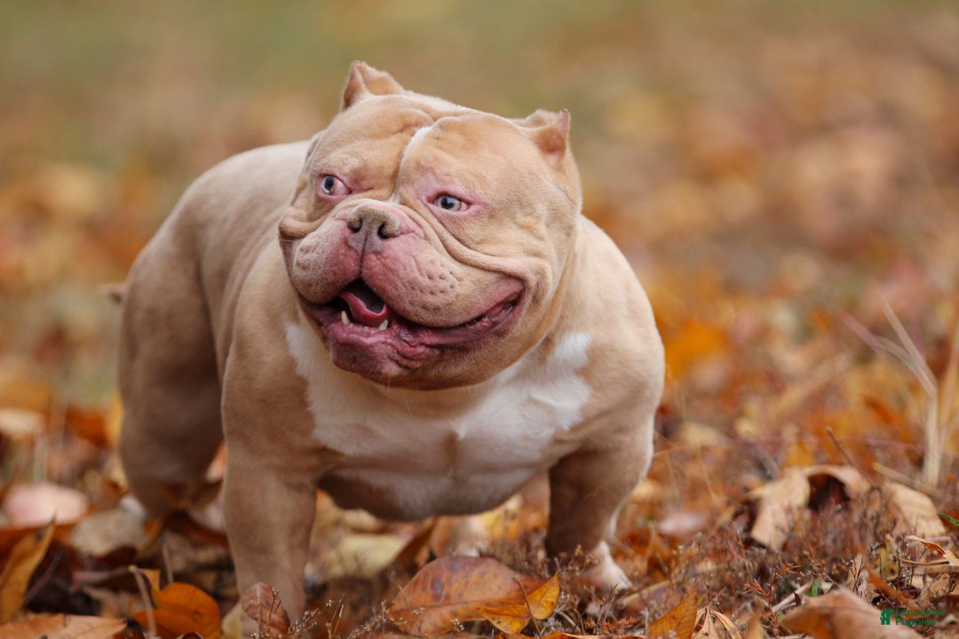 American Bully dogs for sale: Fawn Merle Female (blue mask) - Ad 6