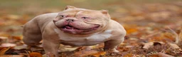American Bully dogs for sale: Fawn Female (1 white foot) - Ad 14