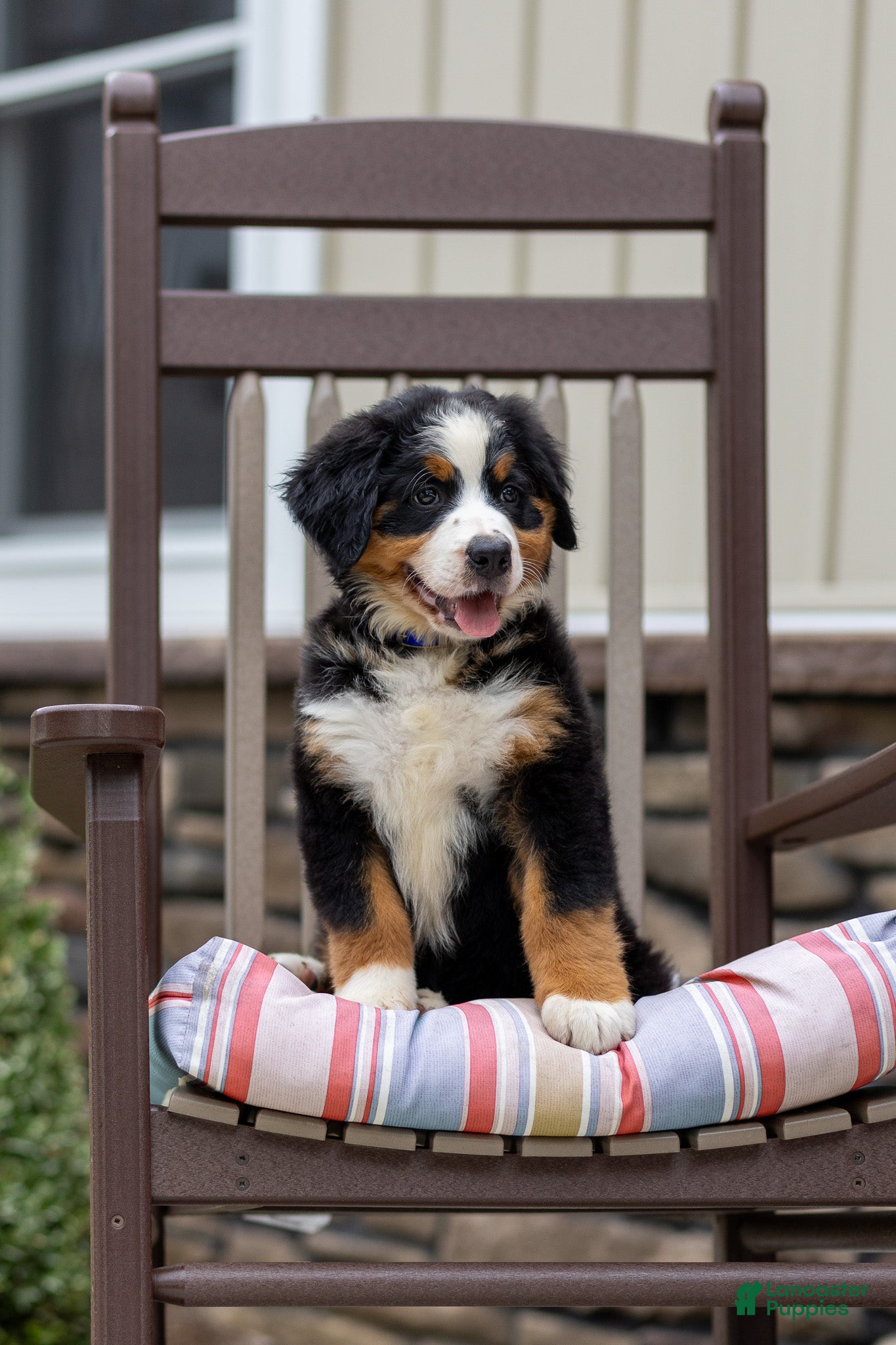 Bernese Mountain Dog dogs Rosie - Ad 2