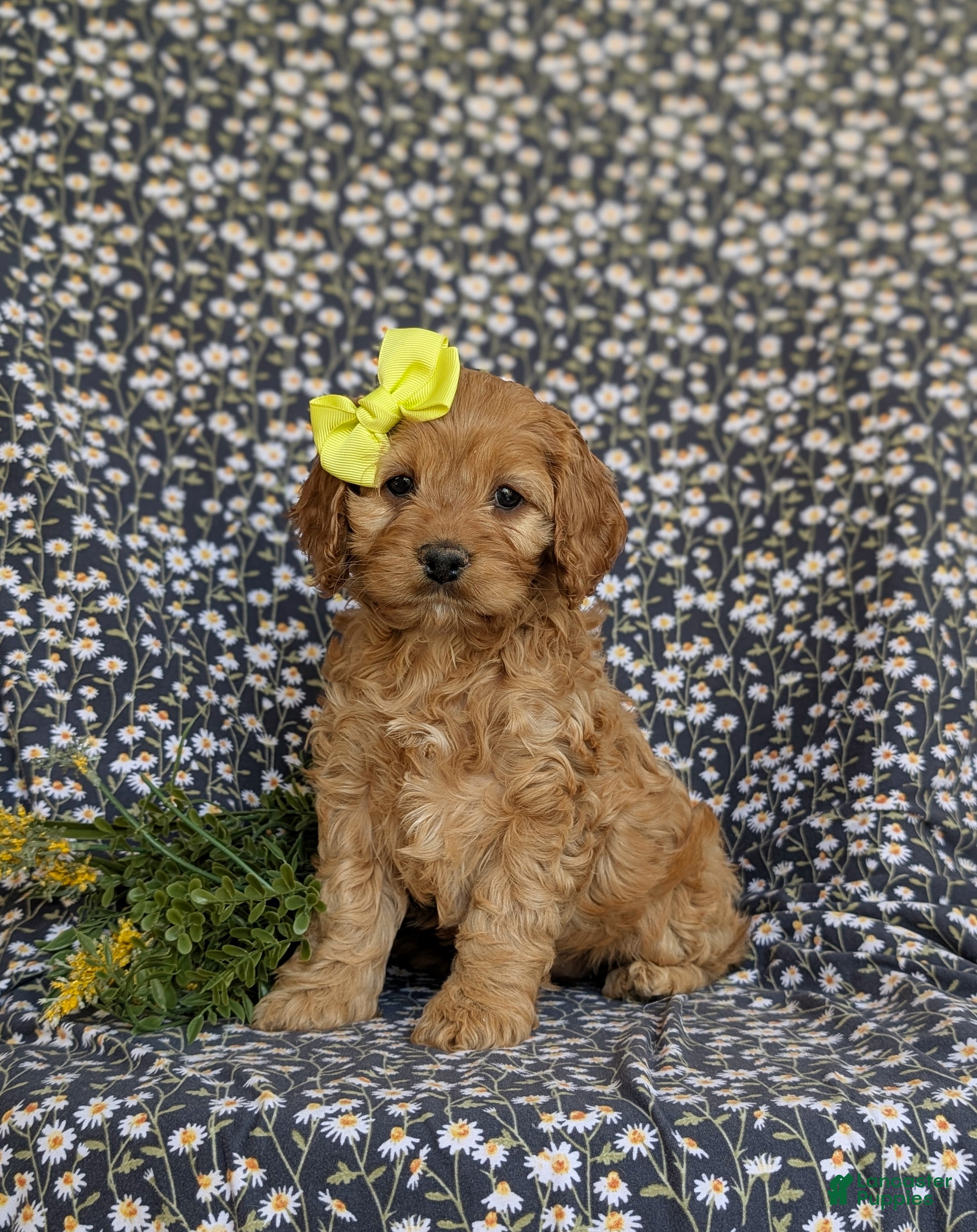 Cockapoo dogs for sale: Gwenneth - Ad 1