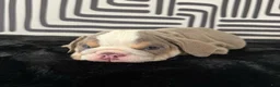 English Bulldog dogs for sale: Frida - Ad 5