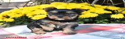 Yorkshire Terrier dogs for sale: Bailey - Ad 4