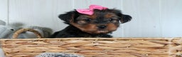 Yorkshire Terrier dogs for sale: CASSIE - Ad 14