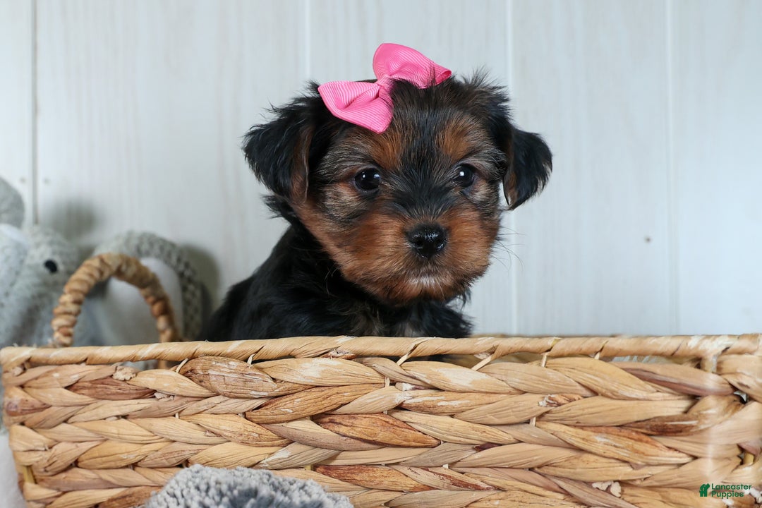 Yorkshire Terrier dogs for sale: CASSIE - Ad 14