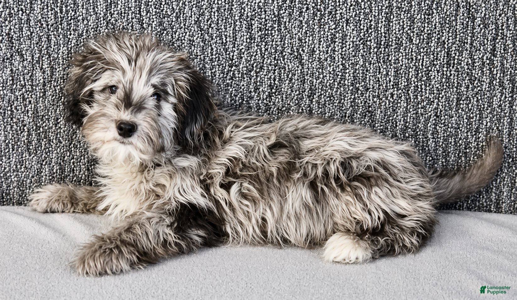 Mixed Breed dogs Parker - Ad 2