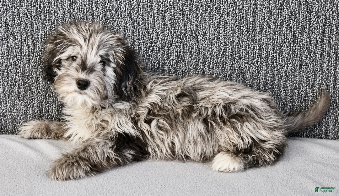 Mixed Breed dogs for sale: Parker - Ad 2
