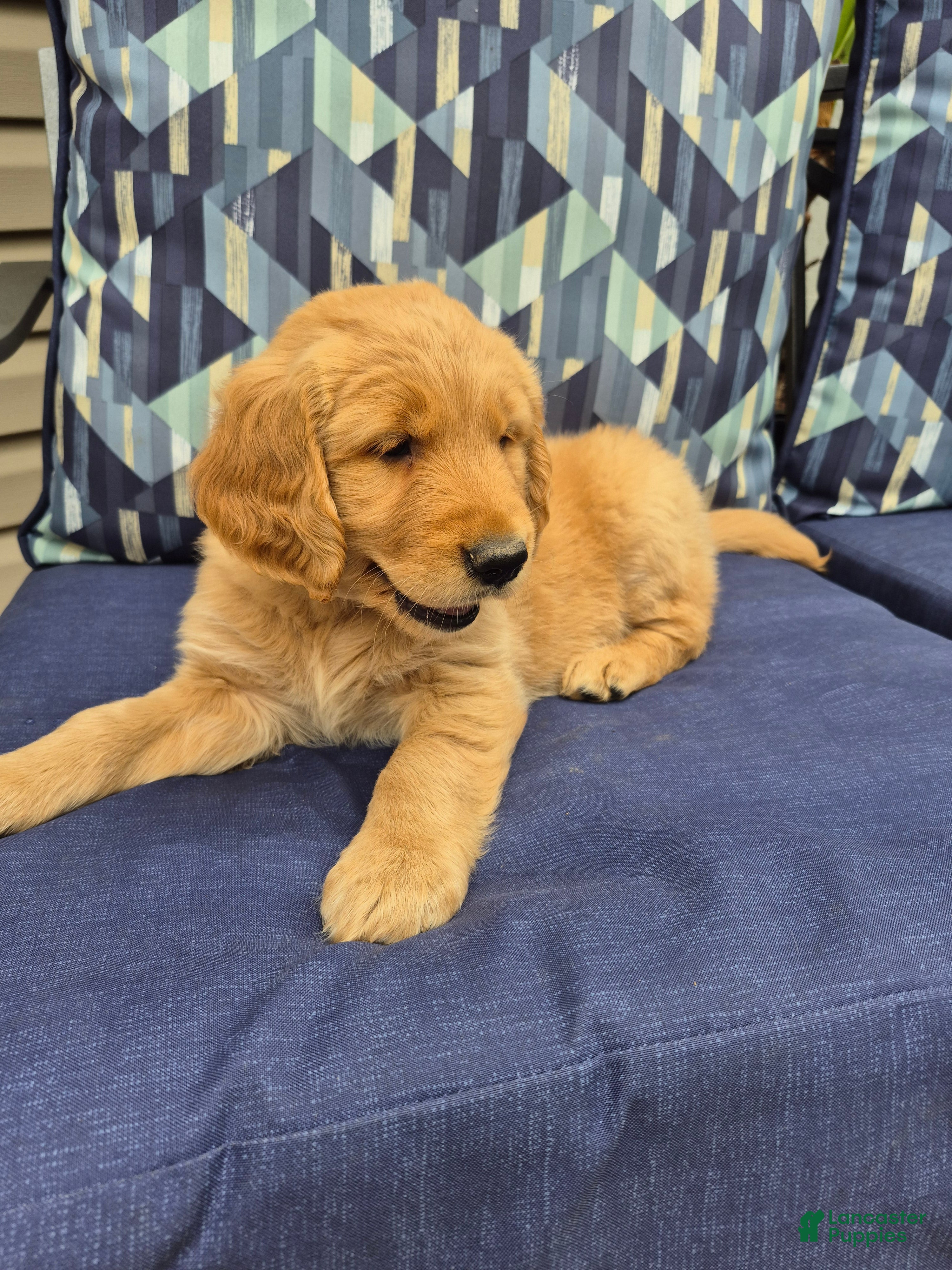 Golden Retriever dogs Golden Retriever 5 - Ad 1