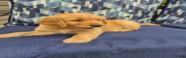 Golden Retriever 5