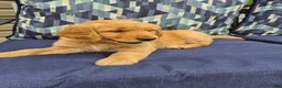 Golden Retriever dogs for sale: Golden Retriever 5 - Ad 1
