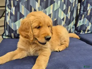 Golden Retriever dogs for sale: Golden Retriever 5 - Ad 4